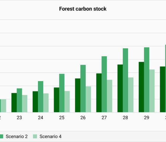 A chart showing different scenarios of forest carbon stock development.